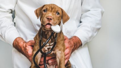 Asvet Clinica Veterinaria